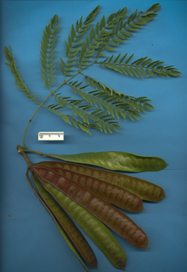 APII jpeg image of Leucaena leucocephala  © contact APII