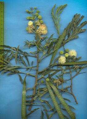 APII jpeg image of Leucaena leucocephala  © contact APII