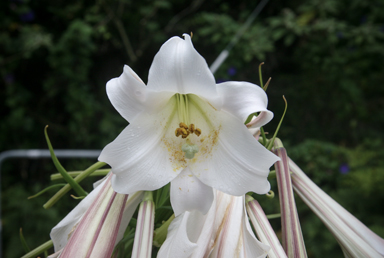 APII jpeg image of Lilium formosanum  © contact APII