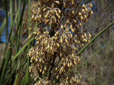 APII jpeg image of Lomandra multiflora  © contact APII