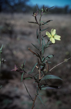 APII jpeg image of Ludwigia octovalvis  © contact APII