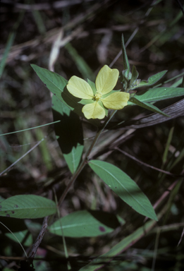 APII jpeg image of Ludwigia octovalvis  © contact APII