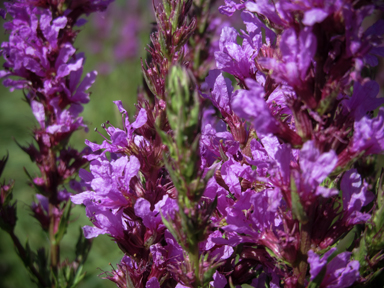 APII jpeg image of Lythrum salicaria  © contact APII