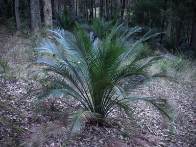 APII jpeg image of Macrozamia communis  © contact APII