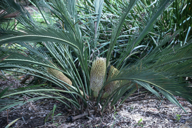 APII jpeg image of Macrozamia fraseri  © contact APII