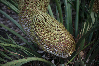 APII jpeg image of Macrozamia fraseri  © contact APII