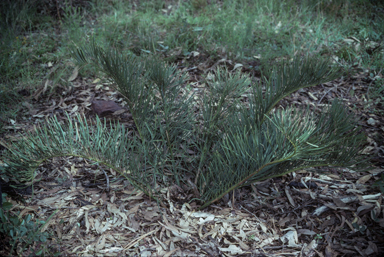 APII jpeg image of Macrozamia heteromera  © contact APII