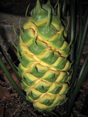 APII jpeg image of Macrozamia lucida  © contact APII