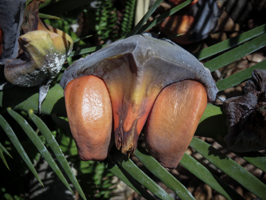 APII jpeg image of Macrozamia macdonnellii  © contact APII