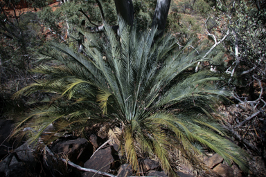 APII jpeg image of Macrozamia macdonnellii  © contact APII