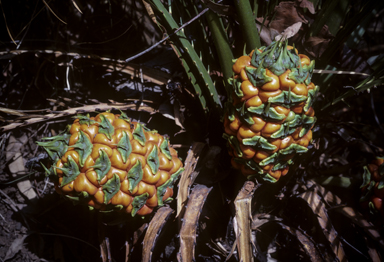 APII jpeg image of Macrozamia miquelii  © contact APII