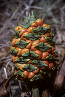 APII jpeg image of Macrozamia miquelii  © contact APII