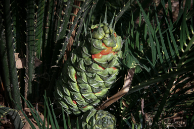 APII jpeg image of Macrozamia miquelii  © contact APII