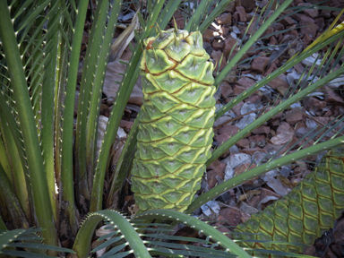 APII jpeg image of Macrozamia miquelii  © contact APII