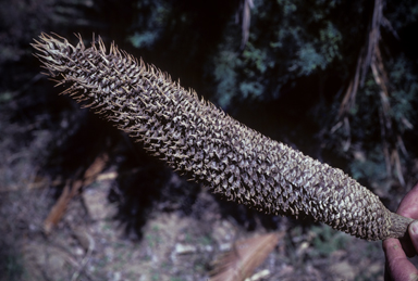 APII jpeg image of Macrozamia moorei  © contact APII