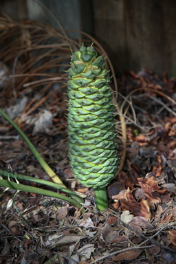 APII jpeg image of Macrozamia pauli-guilielmi  © contact APII