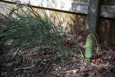 APII jpeg image of Macrozamia pauli-guilielmi  © contact APII