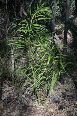 APII jpeg image of Macrozamia polymorpha  © contact APII