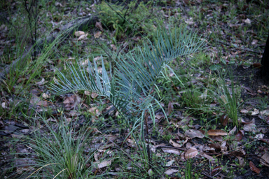 APII jpeg image of Macrozamia riedlei  © contact APII