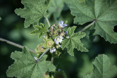 APII jpeg image of Malva parviflora  © contact APII