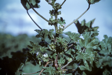 APII jpeg image of Malva parviflora  © contact APII