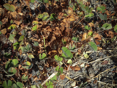 APII jpeg image of Marsilea drummondii  © contact APII