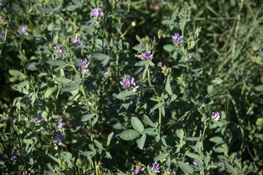 APII jpeg image of Medicago sativa  © contact APII