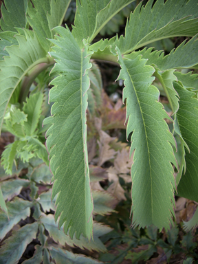 APII jpeg image of Melianthus major  © contact APII