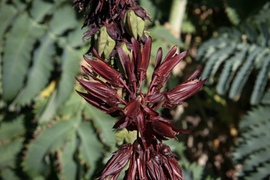 APII jpeg image of Melianthus major  © contact APII