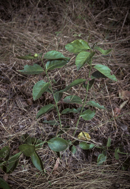 APII jpeg image of Coelospermum decipiens  © contact APII