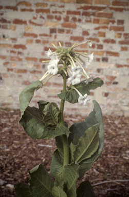 APII jpeg image of Nicotiana  © contact APII