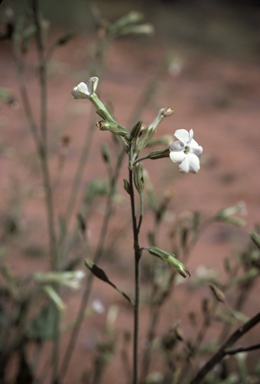 APII jpeg image of Nicotiana velutina  © contact APII