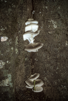 APII jpeg image of Omphalotus nidiformis  © contact APII