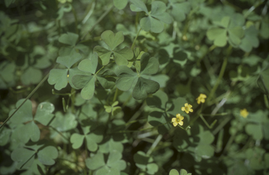 APII jpeg image of Oxalis corniculata  © contact APII