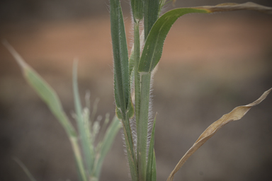 APII jpeg image of Panicum effusum  © contact APII