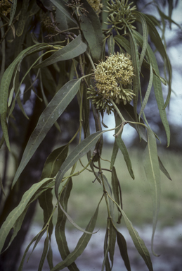 APII jpeg image of Parsonsia eucalyptophylla  © contact APII