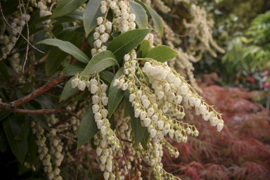 APII jpeg image of Pieris formosa forestii  © contact APII