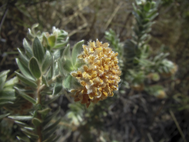 APII jpeg image of Pimelea ammocharis  © contact APII