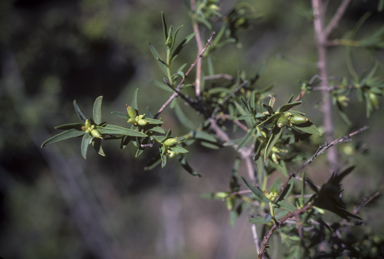 APII jpeg image of Pimelea microcephala  © contact APII