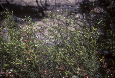 APII jpeg image of Pimelea microcephala  © contact APII