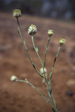 APII jpeg image of Pimelea simplex subsp. continua  © contact APII