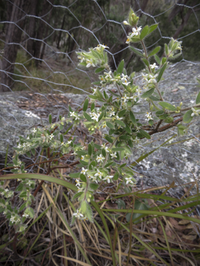 APII jpeg image of Pimelea venosa  © contact APII