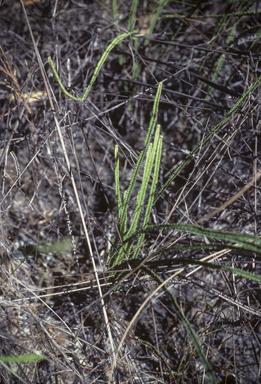 APII jpeg image of Platyzoma microphyllum  © contact APII