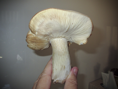 APII jpeg image of Pleurotus  © contact APII