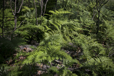 APII jpeg image of Pteridium esculentum  © contact APII