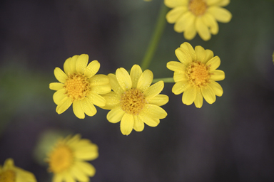 APII jpeg image of Senecio brigalowensis  © contact APII