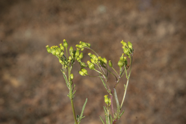 APII jpeg image of Senecio glossanthus  © contact APII