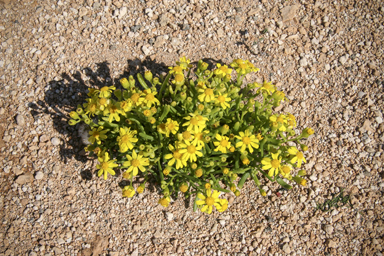 APII jpeg image of Senecio lacustrinus  © contact APII