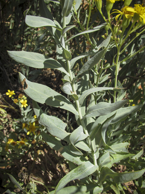 APII jpeg image of Senecio magnificus  © contact APII