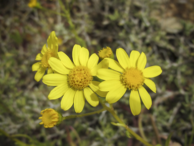 APII jpeg image of Senecio pinnatifolius  © contact APII